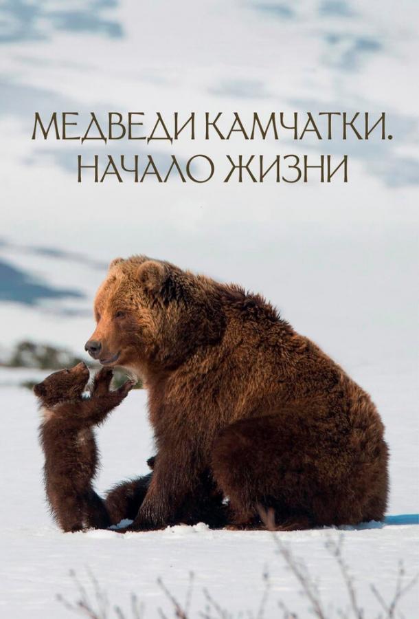 Постер к Медведи Камчатки. Начало жизни (2018)